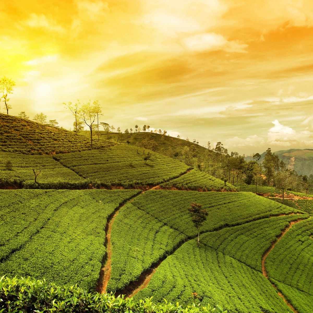 Darjeeling